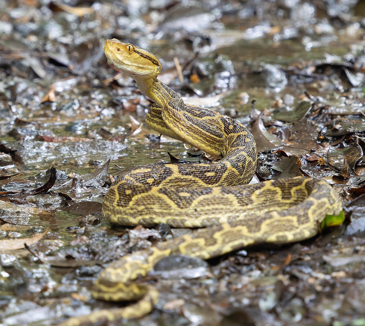 Découverte en Chine : un crotale aux yeux ambrés, nouvelle espèce de serpent venimeux du Sichuan