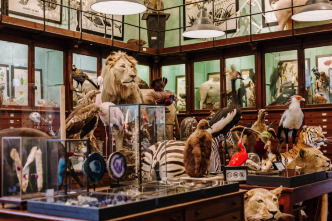 Deyrolle : le légendaire cabinet de curiosités parisien qui enchante le monde depuis 1831