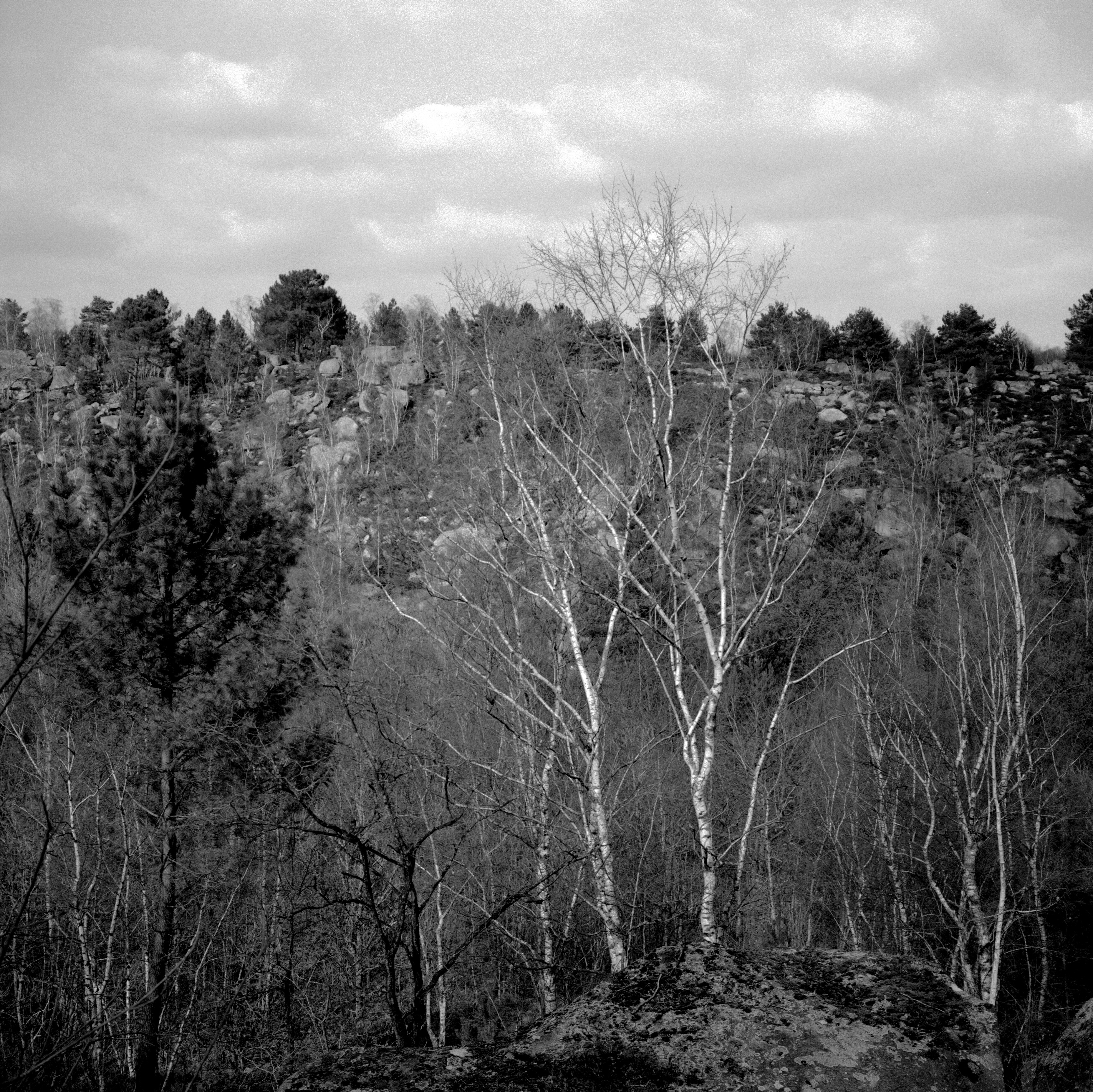 Fontainebleau ravagée par les flammes : la troisième canicule de l'année frappe l'Île-de-France